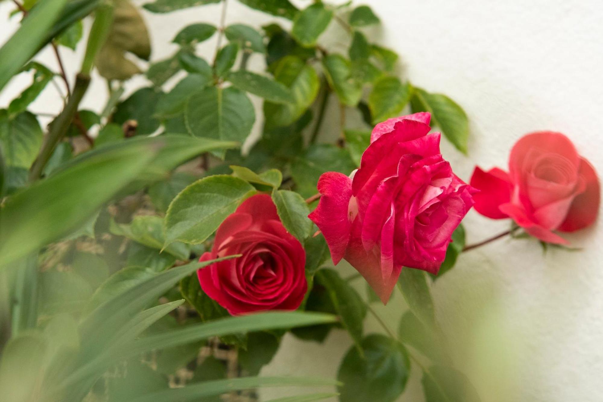 Bed and Breakfast Growth House OOporto Esterno foto